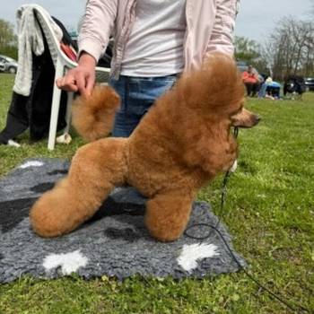 Crveni toy mužjak dostupan za parenje