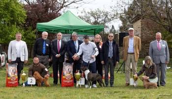 Crveni toy mužjak dostupan za parenje