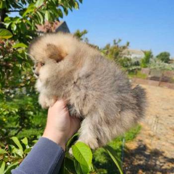 Najlepsi Pomeranci Boo samo u Pom_Hash_Starsu