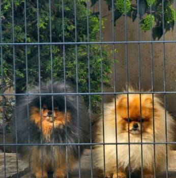 Najlepsi Pomeranci Boo samo u Pom_Hash_Starsu