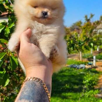 Najlepsi Pomeranci Boo samo u Pom_Hash_Starsu