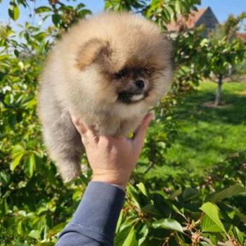 Najlepsi Pomeranci Boo samo u Pom_Hash_Starsu