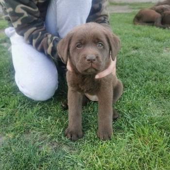 Čokoladni labrador