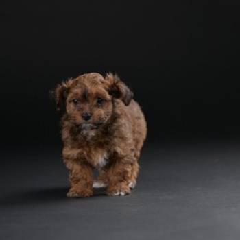 Havanski Bišon prelepi stenci