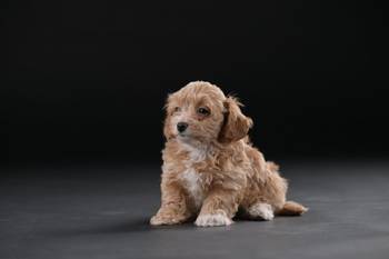 Havanski Bišon prelepi stenci