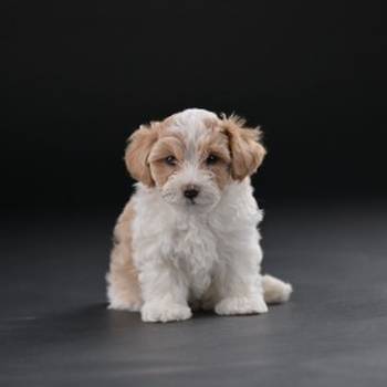 Havanski Bišon prelepi stenci