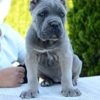 Cane Corso, ženka i mužjak