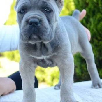 Cane Corso, ženka i mužjak