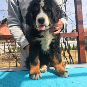 Bernski planinski pas štenci