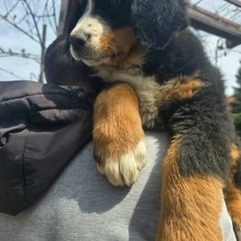 Bernski planinski pas štenci