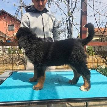 Bernski planinski pas štenci