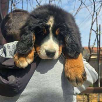 Bernski planinski pas štenci