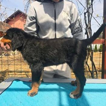 Bernski planinski pas štenci