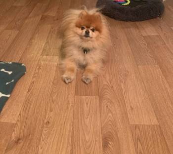 Pansion za pse "Fito"