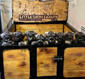 Patuljasti Snauceri biber so