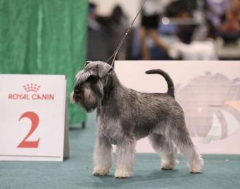 Patuljasti Snauceri biber so