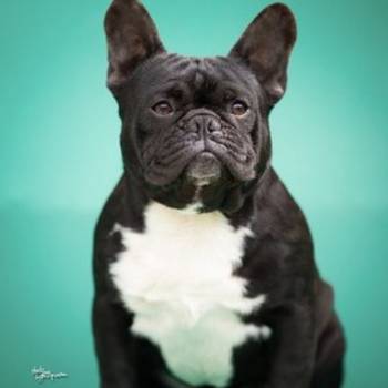 Francuski buldozi stari godinu dana