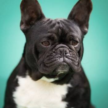 Francuski buldozi stari godinu dana