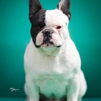 Francuski buldozi stari godinu dana