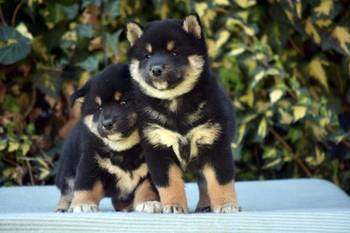 Shiba Inu / Šiba inu