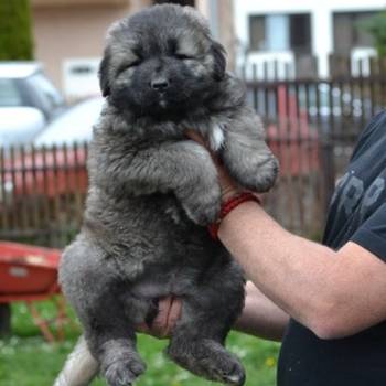 Kavkaski ovčar štenci