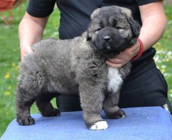 Kavkaski ovčar štenci