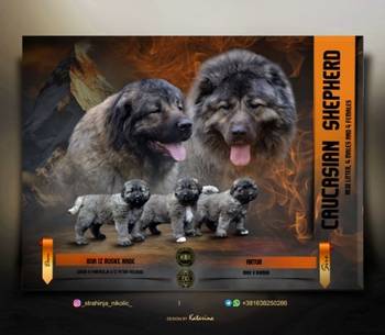 Kavkaski ovčar štenci