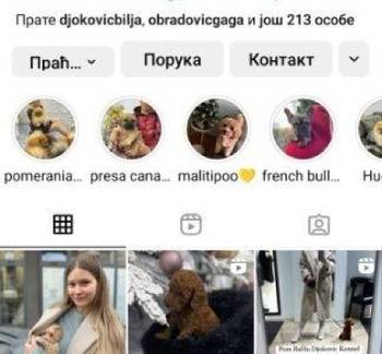 Maltipoo vrhunske genetike