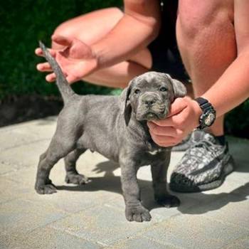Cane Corso štenci