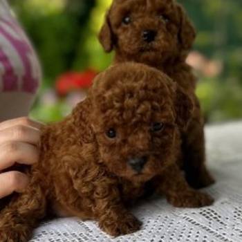 Stenci toy i mini pudle vrhunske genetike