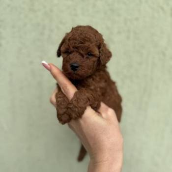 Stenci toy i mini pudle vrhunske genetike