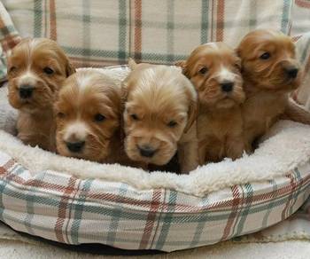 Štenci engleskog koker spanijela