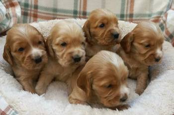 Štenci engleskog koker spanijela