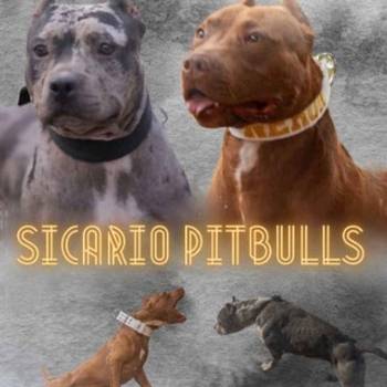 American pitbull terier