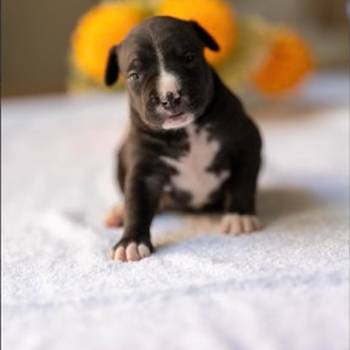 American pitbull terier