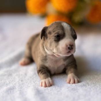 American pitbull terier