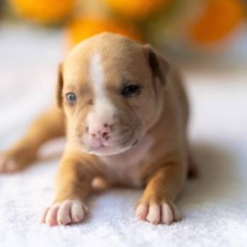 American pitbull terier