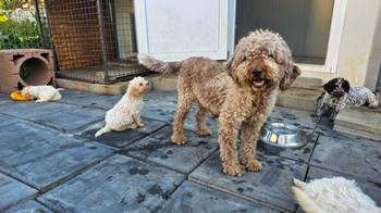 Lagotto Romagnolo, dostupni štenci