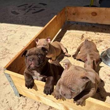 American bully exzotik-mikro štenci