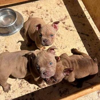 American bully exzotik-mikro štenci
