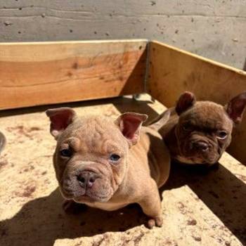 American bully exzotik-mikro štenci