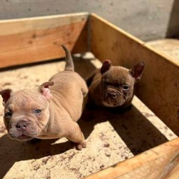 American bully exzotik-mikro štenci