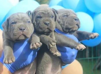 Cane Corso štenci