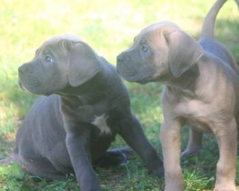 Cane Corso štenci