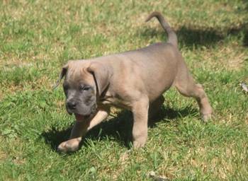 Cane Corso štenci