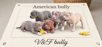 American bully pocket lilac štenci