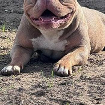 American bully pocket lilac štenci