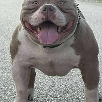 American bully pocket lilac štenci