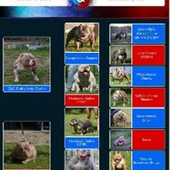 American bully pocket lilac štenci