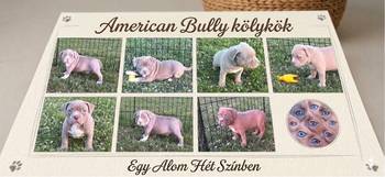 American bully pocket lilac štenci